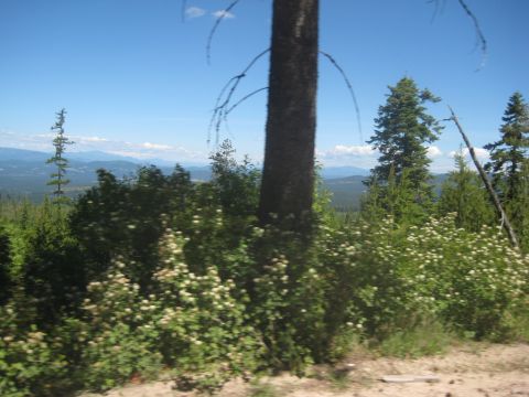 2005 Jeep Wrangler - A scenic view of a forest landscape with mountains visible on the horizon.
