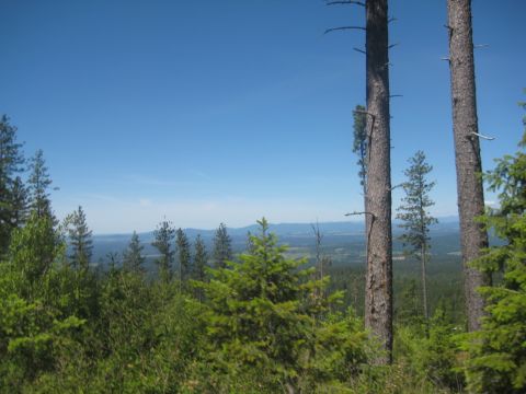 2005 Jeep Wrangler - A scenic view of a mountain range under a bright blue sky, with tall pine trees in the foreground.