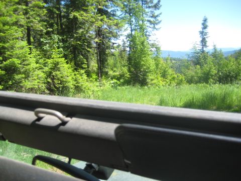 2005 Jeep Wrangler - View from inside a vehicle shows a lush green forest and a bright blue sky.
