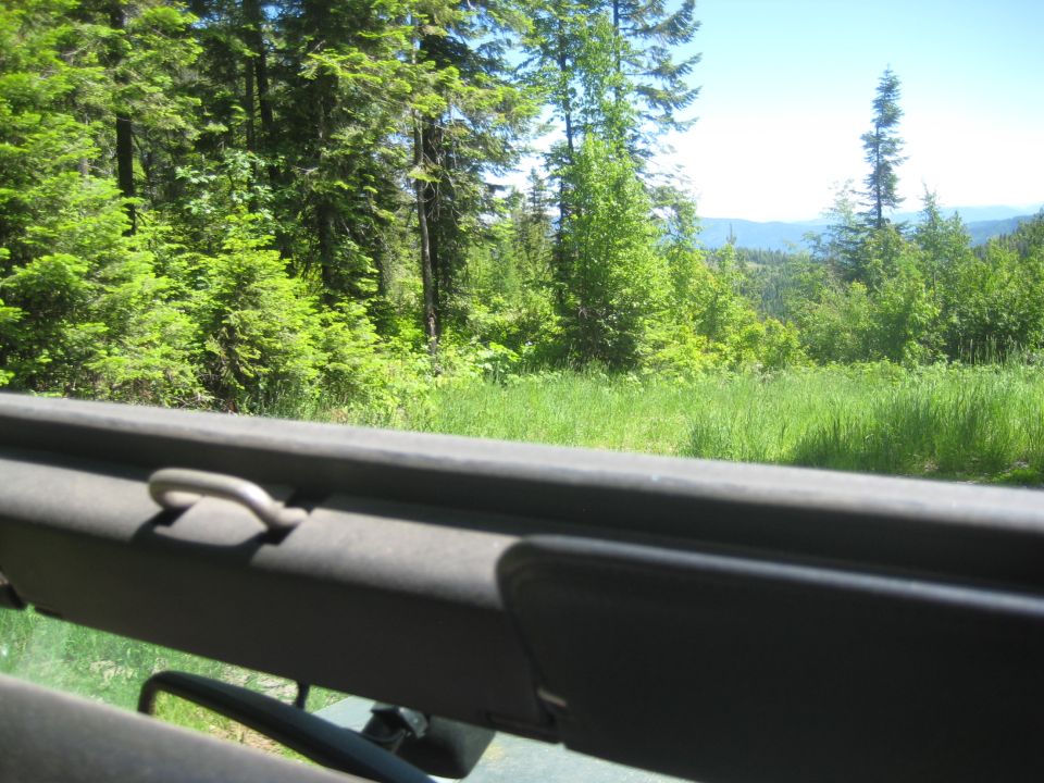 Interior view from a vehicle looking out at a sunlit forest and grassy field