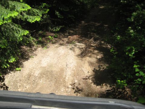 2005 Jeep Wrangler - A dirt path winds through a dense forest, dappled with sunlight and shadows.