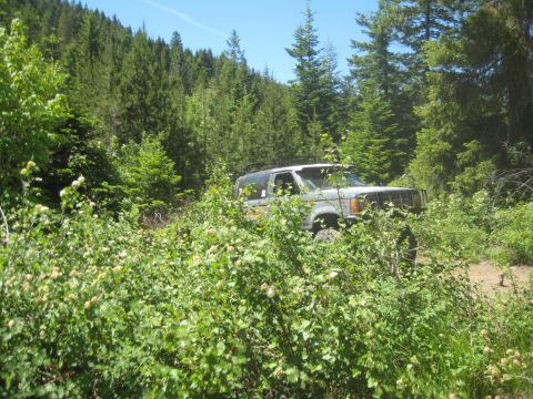 2005 Jeep Wrangler - SUV navigates a wooded area with overgrown vegetation on a sunny day.