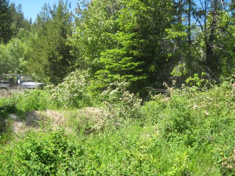 2005 Jeep Wrangler - A dark gray Jeep Wrangler navigates a dirt path through a lush, green forest landscape.