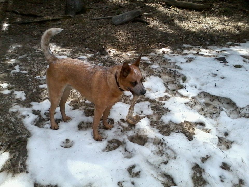 Red heeler dog standing in snow with a stick in its mouth
