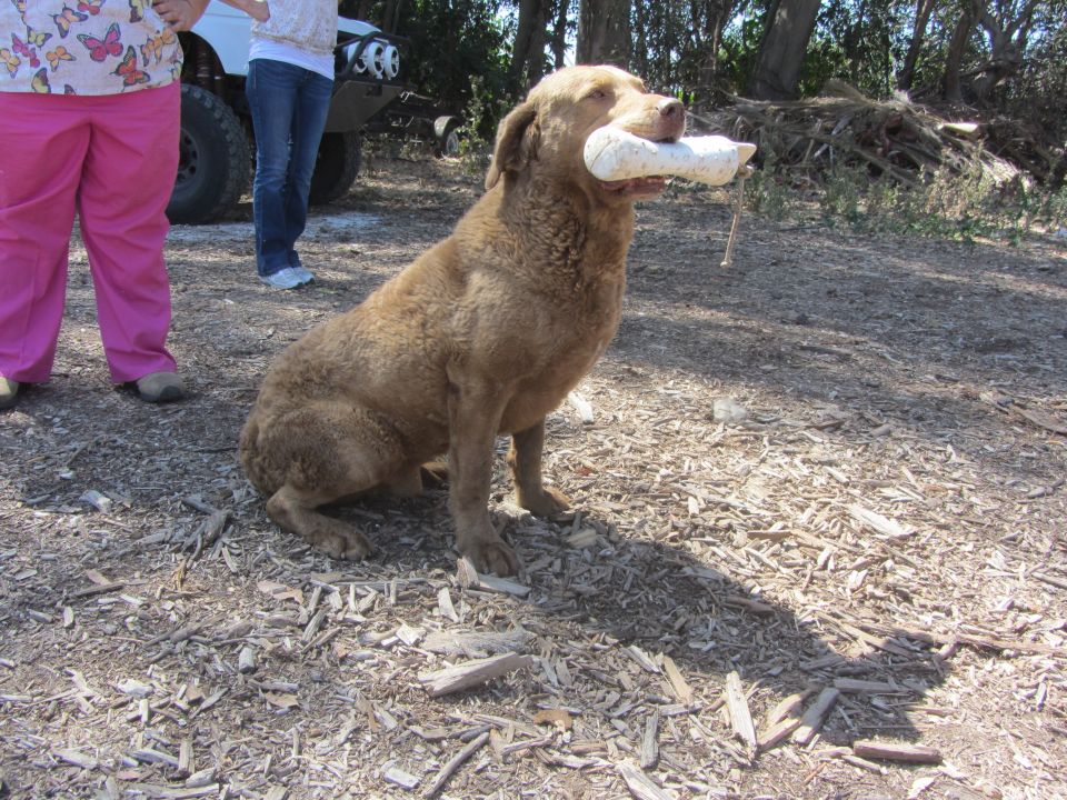 Hunters Grand - Pa Bodie, Beautiful dog!