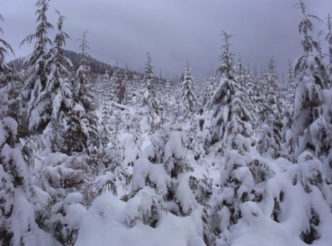 1982 Ford Bronco - A dense forest covered in snow under a cloudy sky.