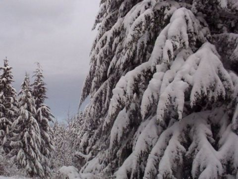1982 Ford Bronco - Winter scene with snow-laden pine trees and a cloudy sky.