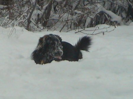 1982 Ford Bronco - A dog rests in the snow, surrounded by winter foliage.