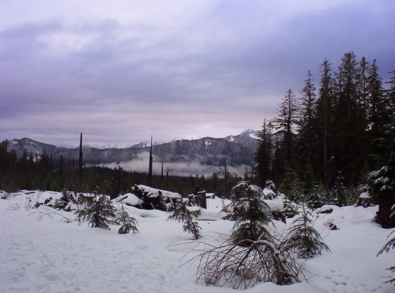 Snowy mountain clearing with evergreens and low cloud over a forested valley