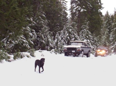 1982 Ford Bronco - Two SUVs and a dog are in a snowy forest during the day.