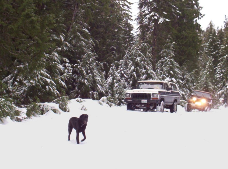 Black Lab in snow with a lifted white and blue Ford Bronco parked in snowy evergreen forest