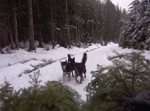 1982 Ford Bronco - Dogs run along a snow-covered path in a wooded area during winter.