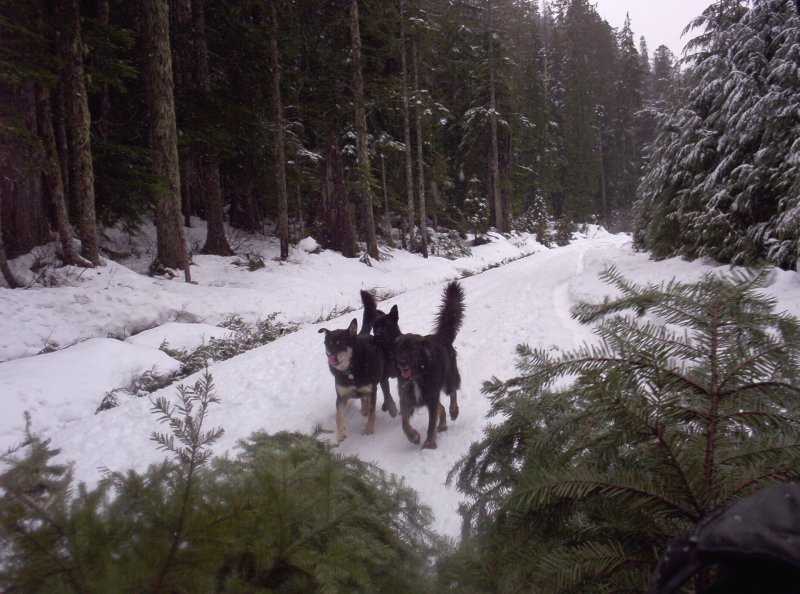 Three shepherd-type dogs on a snowy forest road among evergreens