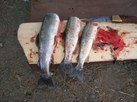 1988 Ford Bronco - Three freshly caught trout are laid out on a wooden board, accompanied by a knife, suggesting preparation for cleaning or aftermath of clea…