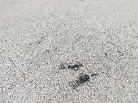 2003 Ford Crown Victoria - close-up of weathered gray concrete pavement showing small dark scuffs and debris on the surface.