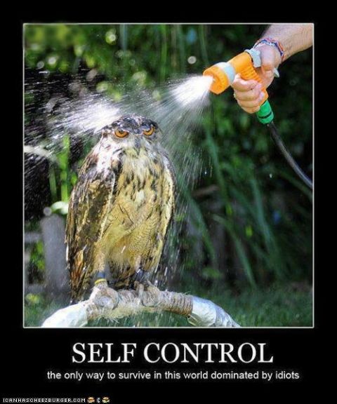 1996 Ford F-150 - An owl sits stoically while being sprayed with water from a hose, illustrating the meme's theme of self-control.