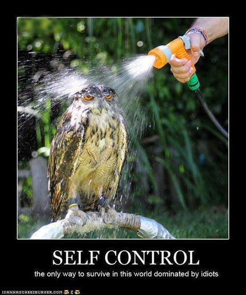 Owl enduring a spray of water from a hose