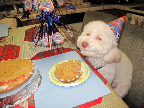 1996 Ford F-150 - A dog in a party hat looks at cake on a table.