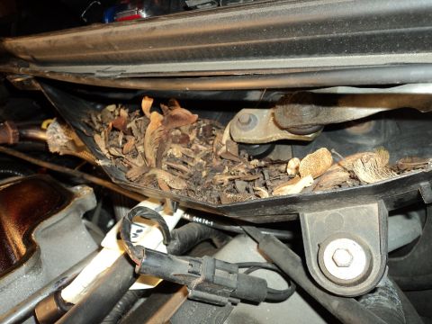 2004 Mercury Grand Marquis - Debris has accumulated in a plastic tray located in the engine bay of a vehicle.
