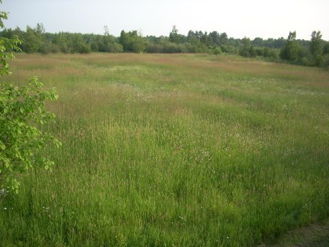 2000 Chevrolet Tahoe - A wide shot of a grassy field with trees lining the horizon and a tree branch on the left.