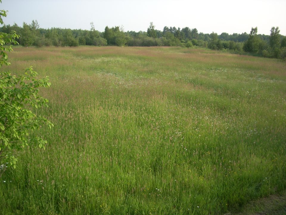Grassy field with trees in the background and a tree branch in the foreground