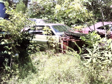 1974 Dodge Challenger - This 1974 Dodge Challenger sits abandoned and overgrown in a junkyard, showing its front quarter profile amidst dense foliage.