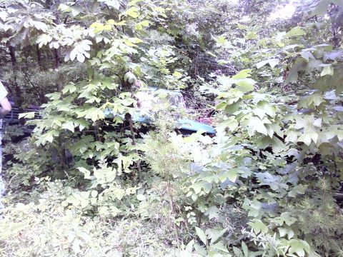 1974 Dodge Challenger - Vehicle is mostly hidden by trees and bushes; year and model are not identifiable.