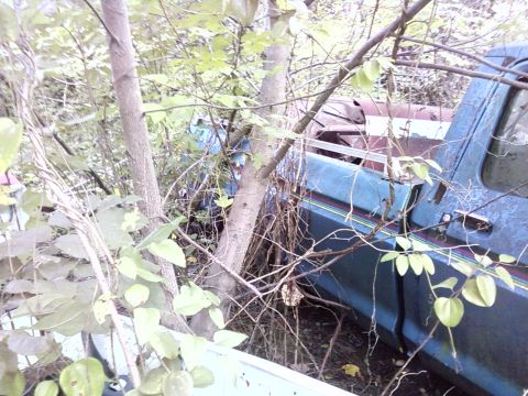 1974 Dodge Challenger - Abandoned blue pickup truck is being reclaimed by nature, with trees growing through its bed and cab.