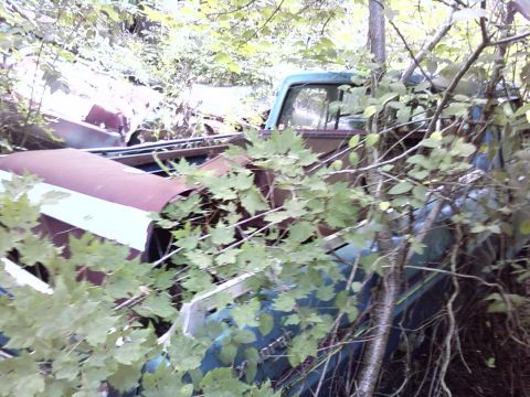 1974 Dodge Challenger - An old pickup truck sits abandoned and overgrown with vegetation in a wooded area.