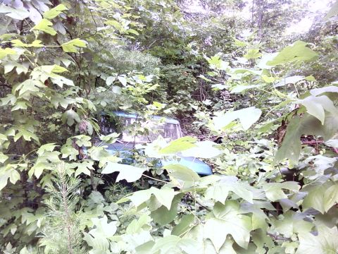 1974 Dodge Challenger - A teal 1974 Dodge Challenger is barely visible, consumed by overgrowth in a wooded area.