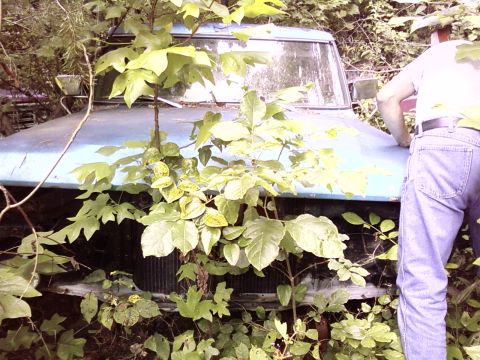 1974 Dodge Challenger - A person inspects a blue truck being reclaimed by nature, with dense foliage obscuring much of the vehicle.
