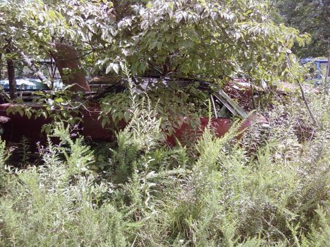 1974 Dodge Challenger - An old red car is almost completely consumed by weeds and trees, its condition unknown.