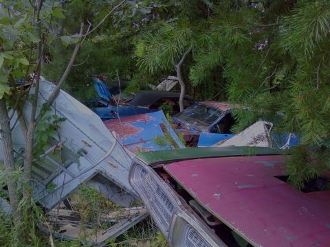 1974 Dodge Challenger - Several vehicles are overgrown with vegetation in a junkyard setting, with the front of a maroon car prominently in the foreground.