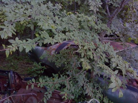 1974 Dodge Challenger - Abandoned car wrecks are consumed by nature in a dense forest setting.
