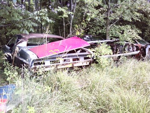 1974 Dodge Challenger - Overgrown field contains multiple abandoned muscle cars, one with a pink hood, in various states of decay.