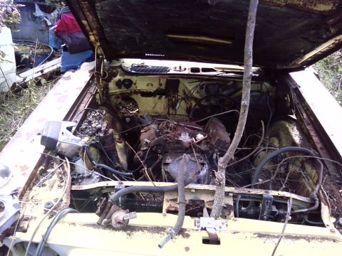 1974 Dodge Challenger - The engine bay of a heavily rusted yellow car is visible with the hood open and a tree branch growing through it.