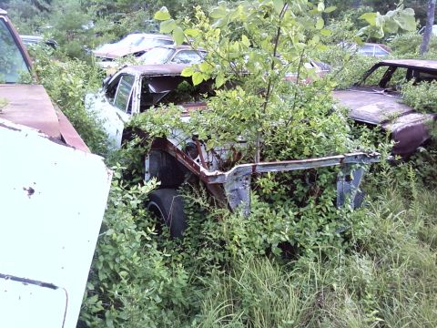 1974 Dodge Challenger - Multiple abandoned vehicles are consumed by vegetation in a junkyard setting.