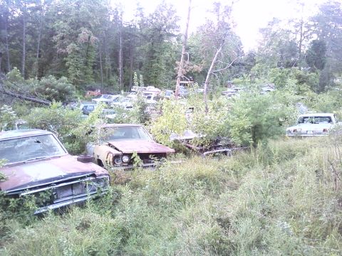 1974 Dodge Challenger - A collection of abandoned vehicles overgrown with vegetation in a junkyard setting.
