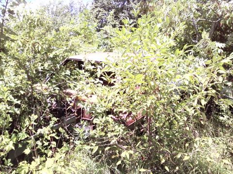 1974 Dodge Challenger - An overgrown vehicle sits abandoned, partially obscured by dense foliage.