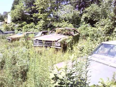 1974 Dodge Challenger - Junkyard scene with multiple vintage cars overtaken by vegetation.