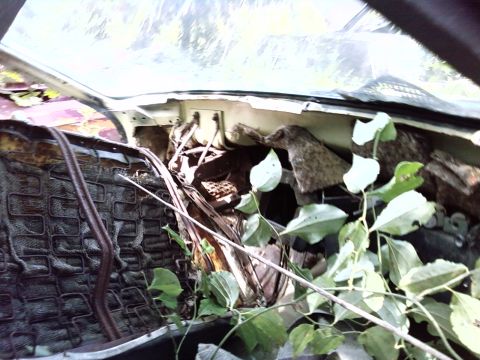 1974 Dodge Challenger - The interior of a neglected vehicle shows signs of decay and overgrowth.