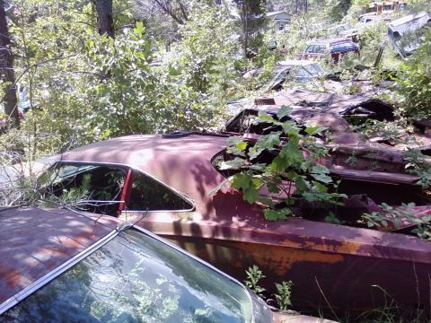 1974 Dodge Challenger - Junkyard scene with multiple abandoned vehicles overtaken by vegetation.