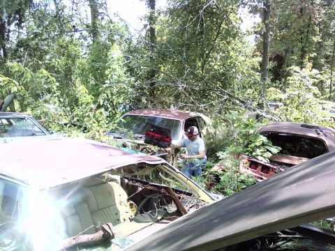 1974 Dodge Challenger - Several old cars sit in a wooded junkyard, overtaken by vegetation.