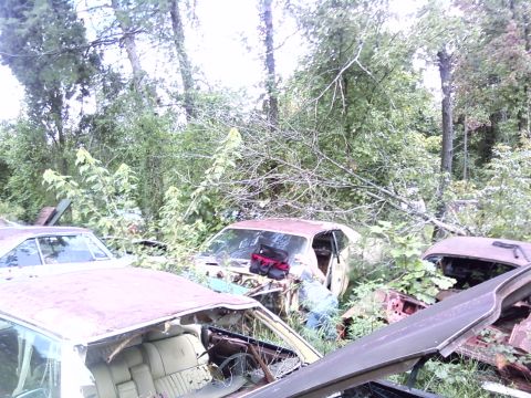 1974 Dodge Challenger - Multiple derelict vehicles are overgrown with vegetation in a wooded area.