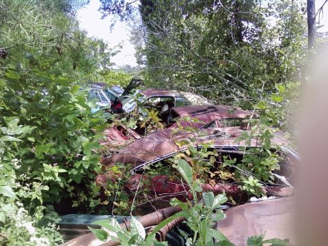 1974 Dodge Challenger - Multiple overgrown vehicles sit in a junkyard, with one red coupe from the early 1970s partially visible.