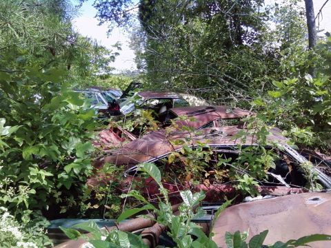 1974 Dodge Challenger - Multiple vehicles are seen in a junkyard, heavily overgrown with vegetation.