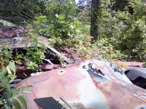 1974 Dodge Challenger - Several old car bodies are overgrown with plants in a junkyard setting.