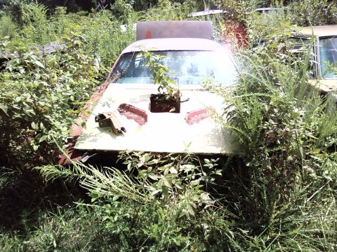 1974 Dodge Challenger - Overgrown 1974 Dodge Challenger sits abandoned in a field of weeds.