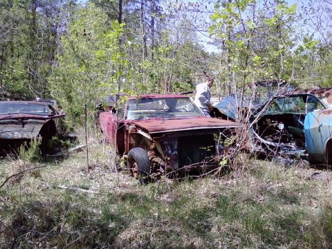 1974 Dodge Challenger - A collection of derelict vehicles are overgrown with vegetation in a junkyard setting.
