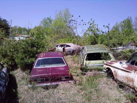 1974 Dodge Challenger - Multiple abandoned vehicles are overgrown with vegetation in a junkyard.